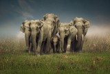 Elephant family 1